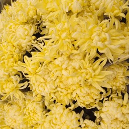 Crizantema floare mare - lemon Crizantema floare mare - lemon - Plante ornamentale - AgroDenmar.ro