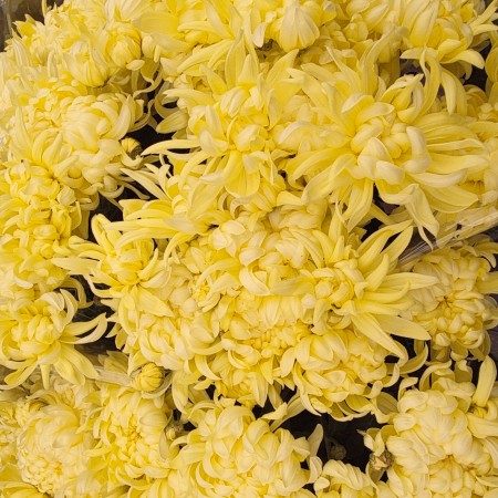 Crizantema floare mare - lemon - Plante ornamentale - AgroDenmar.ro Crizantema floare mare - lemon - Plante ornamentale - AgroDenmar.ro