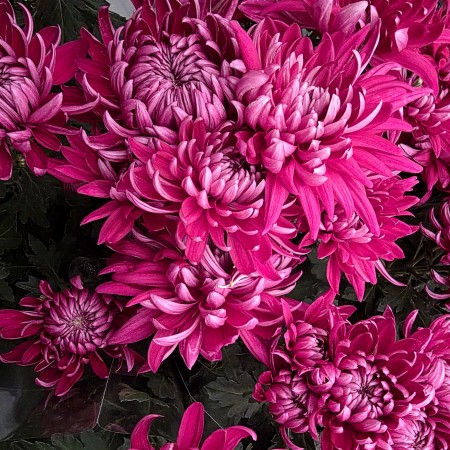 Crizantema floare mare - magenta - Plante ornamentale - AgroDenmar.ro Crizantema floare mare - magenta - Plante ornamentale - AgroDenmar.ro