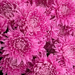 Crizantema floare mare - roz