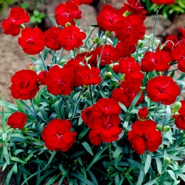 Garofite - Dianthus Code® Bright Red - Plante ornamentale - AgroDenmar.ro