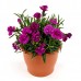 Garofite - Dianthus Code® Purple Dark Cent - Plante ornamentale - AgroDenmar.ro Garofite - Dianthus Code® Purple Dark Cent - Plante ornamentale - AgroDenmar.ro