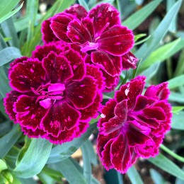 Garofite - Dianthus Code® Purple Dark Cent Garofite - Dianthus Code® Purple Dark Cent - Plante ornamentale - AgroDenmar.ro