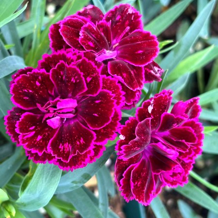 Garofite - Dianthus Code® Purple Dark Cent - Plante ornamentale - AgroDenmar.ro Garofite - Dianthus Code® Purple Dark Cent - Plante ornamentale - AgroDenmar.ro