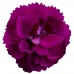 Garofite - Dianthus Code® Purple Dark Cent - Plante ornamentale - AgroDenmar.ro Garofite - Dianthus Code® Purple Dark Cent - Plante ornamentale - AgroDenmar.ro