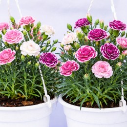 Garofite - Dianthus Mix C3 - Plante ornamentale - AgroDenmar.ro
