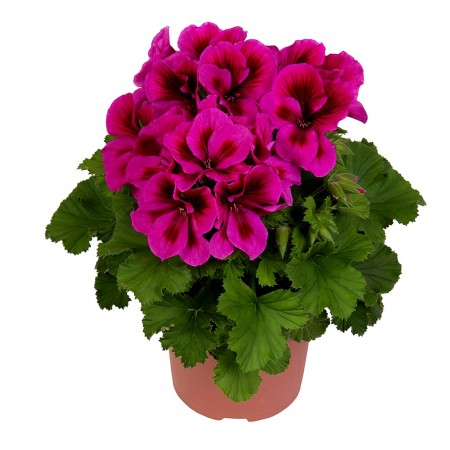 Muscata englezeasca Adriana - Plante ornamentale - AgroDenmar.ro