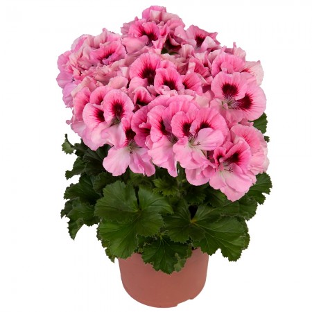 Muscata englezeasca David - Plante ornamentale - AgroDenmar.ro Muscata englezeasca David - Plante ornamentale - AgroDenmar.ro