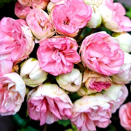 Muscata Trandafir - Plante ornamentale - AgroDenmar.ro