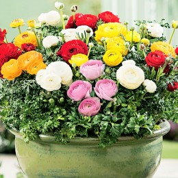 Ranunculus Mix