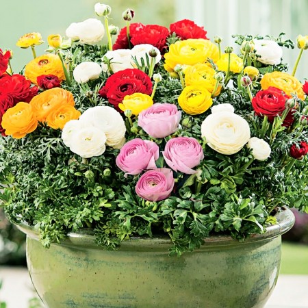 Ranunculus Mix - Plante ornamentale - AgroDenmar.ro