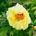 Bujor arbustiv galben - Bulbi de flori - AgroDenmar.ro