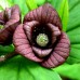 Pawpaw - Asimina Triloba Shenandoah - Arbusti fructiferi - AgroDenmar.ro