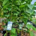 Pawpaw - Asimina Triloba Shenandoah - Arbusti fructiferi - AgroDenmar.ro