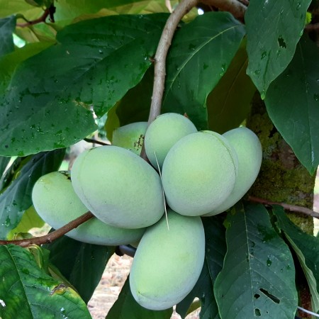 Pawpaw - Asimina Triloba Shenandoah - Arbusti fructiferi - AgroDenmar.ro