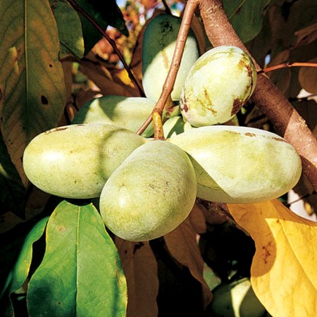 Pawpaw - Asimina Triloba Prolific - Arbusti fructiferi - AgroDenmar.ro