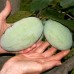 Pawpaw - Asimina Triloba Prolific - Arbusti fructiferi - AgroDenmar.ro