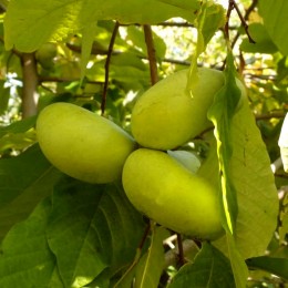 Pawpaw - Asimina Triloba Summer Delight - Arbusti fructiferi - AgroDenmar.ro