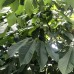 Pawpaw - Asimina Triloba Summer Delight - Arbusti fructiferi - AgroDenmar.ro