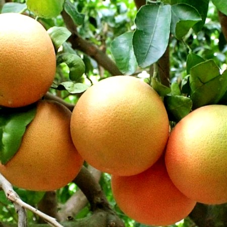 Grapefruit roz - Plante exotice - AgroDenmar.ro Grapefruit roz - Plante exotice - AgroDenmar.ro