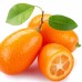 Kumquat - Mandarin chinezesc  - Plante exotice - AgroDenmar.ro