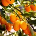 Kumquat - Mandarin chinezesc  - Plante exotice - AgroDenmar.ro