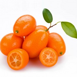 Kumquat - Mandarin chinezesc  - Plante exotice - AgroDenmar.ro