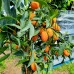 Kumquat - Mandarin chinezesc  - Plante exotice - AgroDenmar.ro