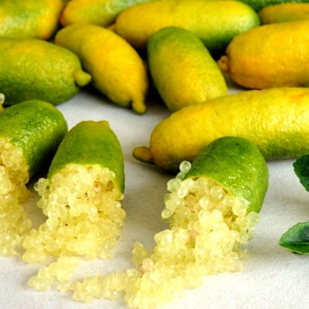 Lamai Caviar Galben - Citrus australasica - Arbusti fructiferi - AgroDenmar.ro