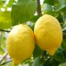 Lamai 4 stagioni - pe rod - Arbusti fructiferi - AgroDenmar.ro
