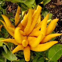 Lamai Mana lui Buddha - Arbusti fructiferi - AgroDenmar.ro