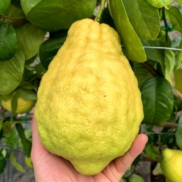 Lamai Pane - Plante exotice - AgroDenmar.ro