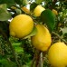Lamai Zagara Bianca - Plante exotice - AgroDenmar.ro