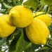Lamai Zagara Bianca - Plante exotice - AgroDenmar.ro