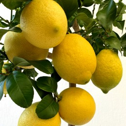 Lamai Zagara Bianca - Plante exotice - AgroDenmar.ro