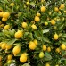 Limequat - Lemon Kumquat - Plante exotice - AgroDenmar.ro