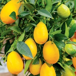 Limequat - Lemon Kumquat - Plante exotice - AgroDenmar.ro