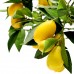 Limequat - Lemon Kumquat - Plante exotice - AgroDenmar.ro
