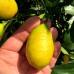 Limequat - Lemon Kumquat - Plante exotice - AgroDenmar.ro