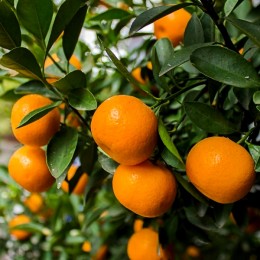 Mandarin - Plante exotice - AgroDenmar.ro