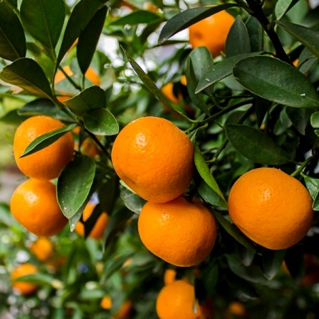 Mandarin - Plante exotice - AgroDenmar.ro