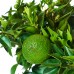 Portocal Chinotto - Plante exotice - AgroDenmar.ro