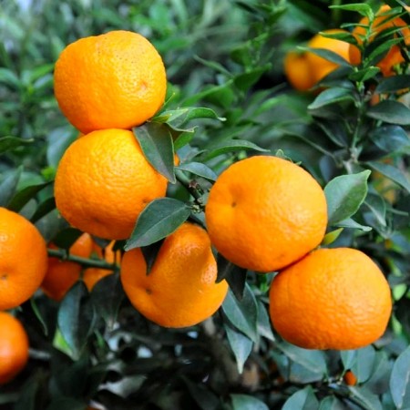 Portocal Chinotto - Plante exotice - AgroDenmar.ro
