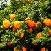 Portocal Chinotto - Plante exotice - AgroDenmar.ro
