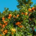Portocal Navelina - Plante exotice - AgroDenmar.ro
