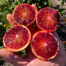 Portocal Sanguinello C35 - Plante exotice - AgroDenmar.ro
