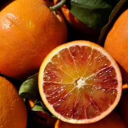 Portocal Tarocco Nuc Gallo - Plante exotice - AgroDenmar.ro
