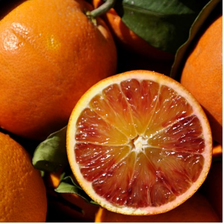 Portocal Tarocco Nuc Gallo - Plante exotice - AgroDenmar.ro