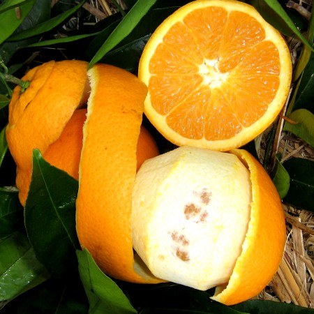 Portocal Washington Navel C45 - Plante exotice - AgroDenmar.ro