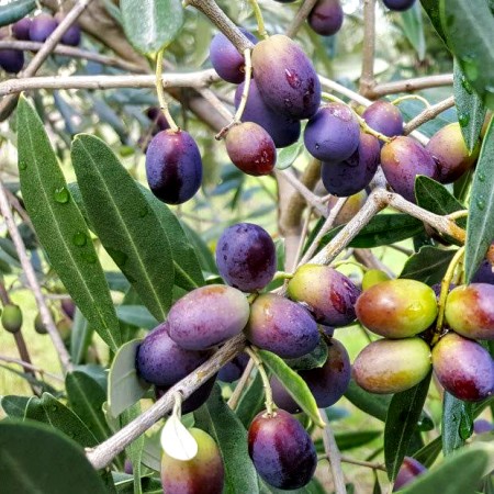 Maslin Frantoio - Plante exotice - AgroDenmar.ro
